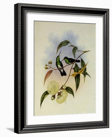 White-Bellied Emerald, Thaumatias Albiventris-John Gould-Framed Giclee Print