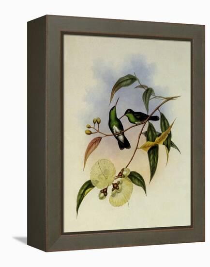 White-Bellied Emerald, Thaumatias Albiventris-John Gould-Framed Premier Image Canvas