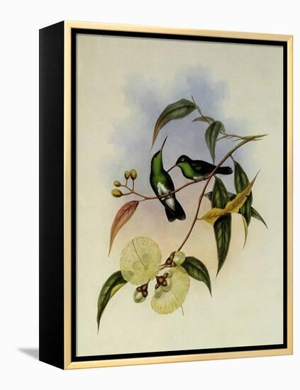 White-Bellied Emerald, Thaumatias Albiventris-John Gould-Framed Premier Image Canvas