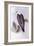 White-Bellied Fish-Eagle (Haliaeetus Leucogaster)-John Gould-Framed Giclee Print