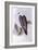 White-Bellied Fish-Eagle (Haliaeetus Leucogaster)-John Gould-Framed Giclee Print