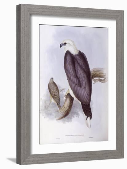 White-Bellied Fish-Eagle (Haliaeetus Leucogaster)-John Gould-Framed Giclee Print