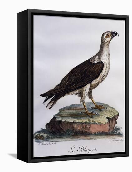 White-Bellied Fish-Eagle (Haliaeetus Leucogaster)-null-Framed Premier Image Canvas