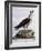 White-Bellied Fish-Eagle (Haliaeetus Leucogaster)-null-Framed Giclee Print