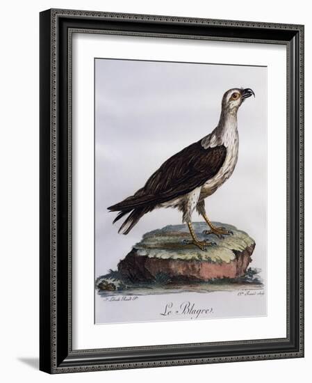 White-Bellied Fish-Eagle (Haliaeetus Leucogaster)-null-Framed Giclee Print