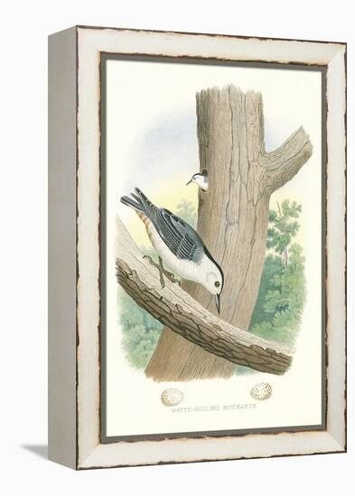 White-Bellied Nuthatch Nest and Eggs-null-Framed Stretched Canvas