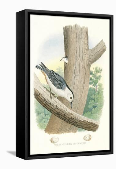 White-Bellied Nuthatch Nest and Eggs-null-Framed Stretched Canvas