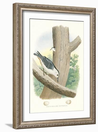 White-Bellied Nuthatch Nest and Eggs-null-Framed Art Print