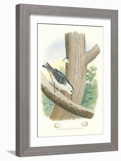 White-Bellied Nuthatch Nest and Eggs-null-Framed Art Print