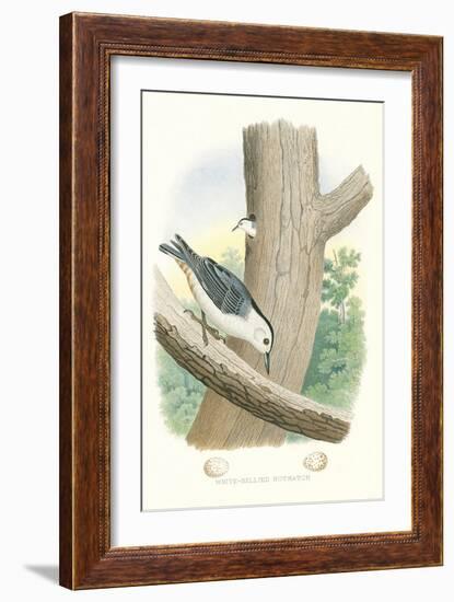 White-Bellied Nuthatch Nest and Eggs-null-Framed Art Print