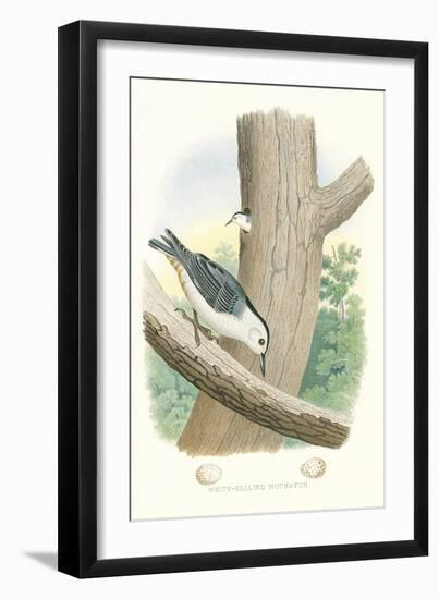 White-Bellied Nuthatch Nest and Eggs-null-Framed Art Print