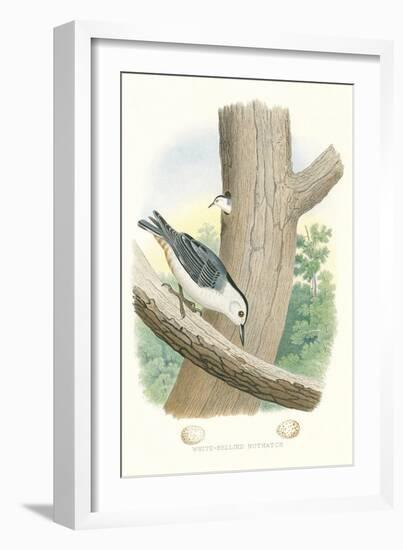 White-Bellied Nuthatch Nest and Eggs-null-Framed Art Print
