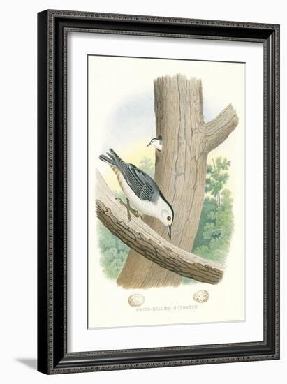 White-Bellied Nuthatch Nest and Eggs-null-Framed Art Print