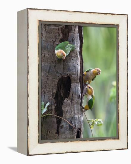 White-bellied parrots in rainforest, Tambopata National Reserve, Peru-Konrad Wothe-Framed Premier Image Canvas