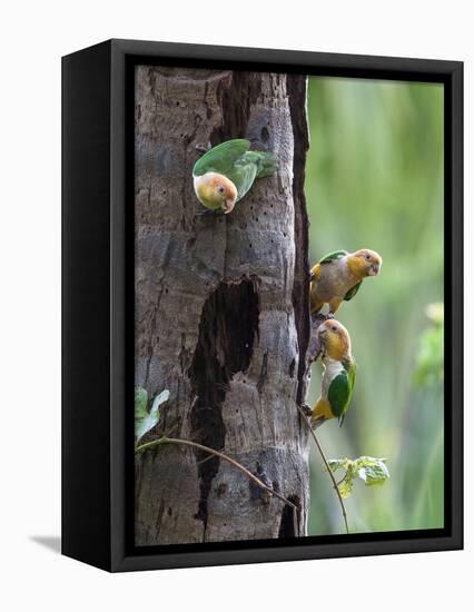 White-bellied parrots in rainforest, Tambopata National Reserve, Peru-Konrad Wothe-Framed Premier Image Canvas