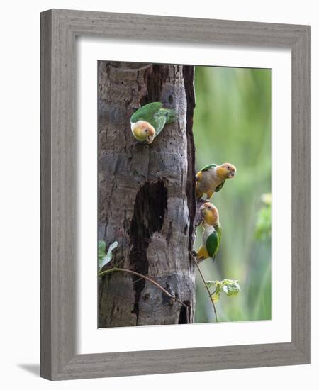 White-bellied parrots in rainforest, Tambopata National Reserve, Peru-Konrad Wothe-Framed Photographic Print