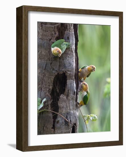 White-bellied parrots in rainforest, Tambopata National Reserve, Peru-Konrad Wothe-Framed Photographic Print