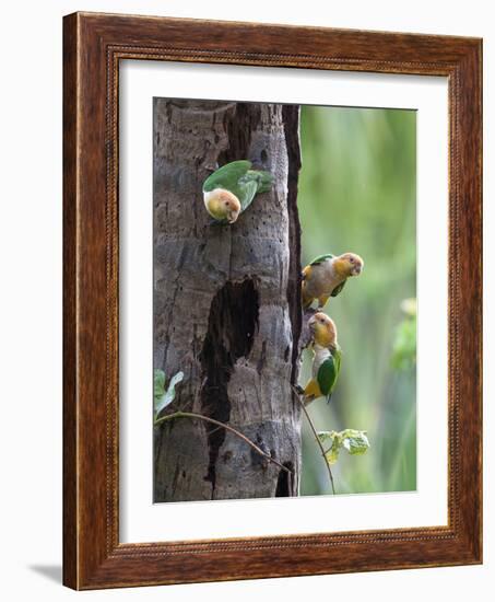 White-bellied parrots in rainforest, Tambopata National Reserve, Peru-Konrad Wothe-Framed Photographic Print