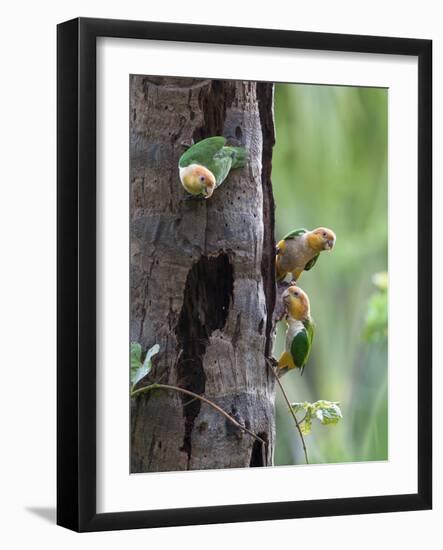 White-bellied parrots in rainforest, Tambopata National Reserve, Peru-Konrad Wothe-Framed Photographic Print