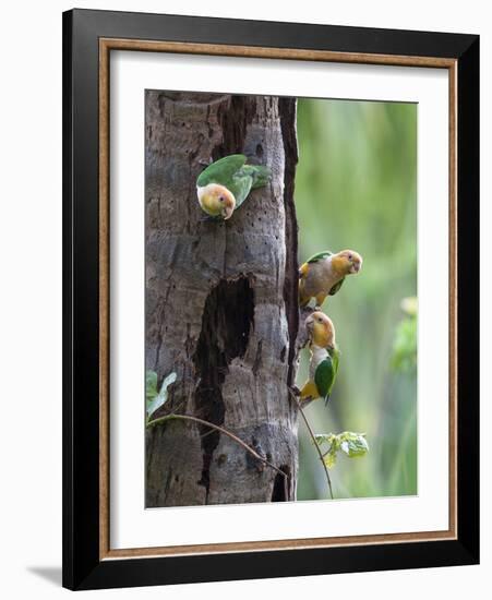 White-bellied parrots in rainforest, Tambopata National Reserve, Peru-Konrad Wothe-Framed Photographic Print