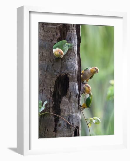 White-bellied parrots in rainforest, Tambopata National Reserve, Peru-Konrad Wothe-Framed Photographic Print