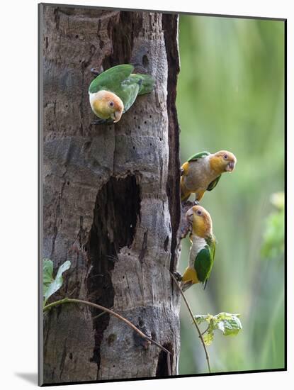 White-bellied parrots in rainforest, Tambopata National Reserve, Peru-Konrad Wothe-Mounted Photographic Print