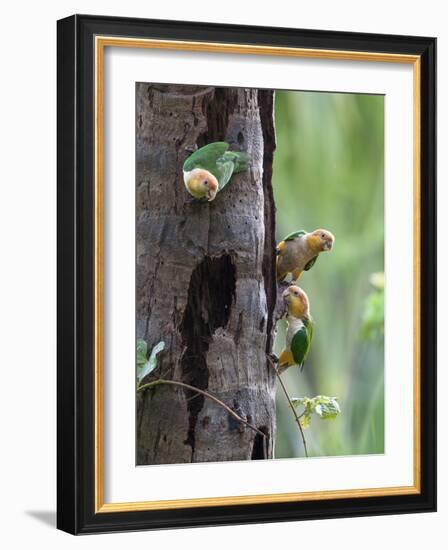 White-bellied parrots in rainforest, Tambopata National Reserve, Peru-Konrad Wothe-Framed Photographic Print