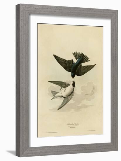 White Bellied Swallow-null-Framed Giclee Print