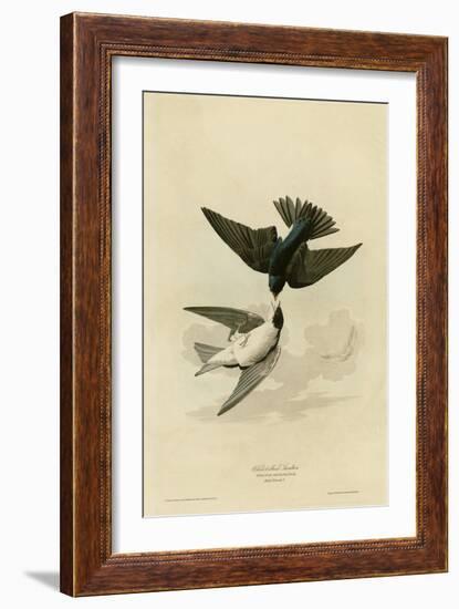 White Bellied Swallow-null-Framed Giclee Print