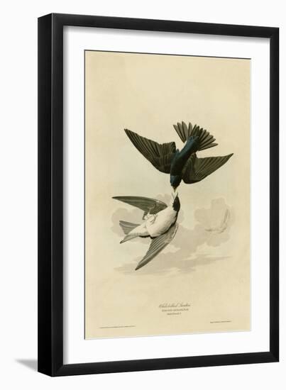 White Bellied Swallow-null-Framed Giclee Print