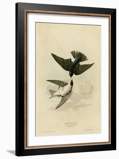 White Bellied Swallow-null-Framed Giclee Print