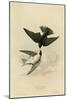White Bellied Swallow-null-Mounted Giclee Print