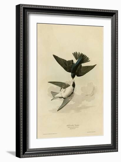 White Bellied Swallow-null-Framed Giclee Print