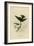 White Bellied Swallow-null-Framed Giclee Print