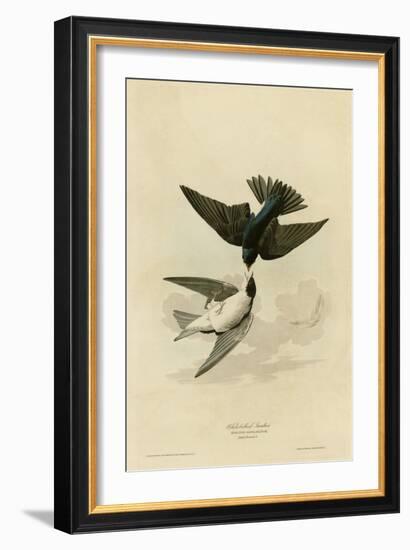 White Bellied Swallow-null-Framed Giclee Print