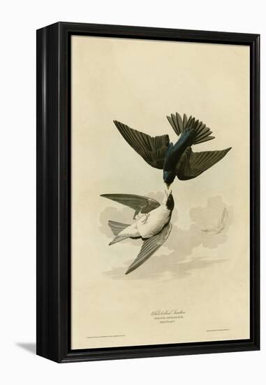 White Bellied Swallow-null-Framed Premier Image Canvas