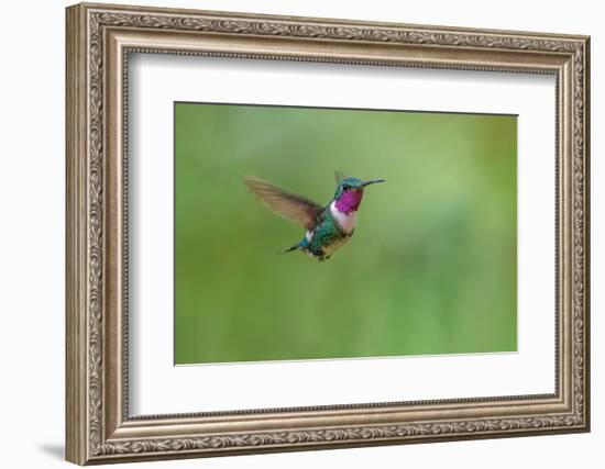 White-bellied woodstar flying, Ecuador-Adam Jones-Framed Photographic Print