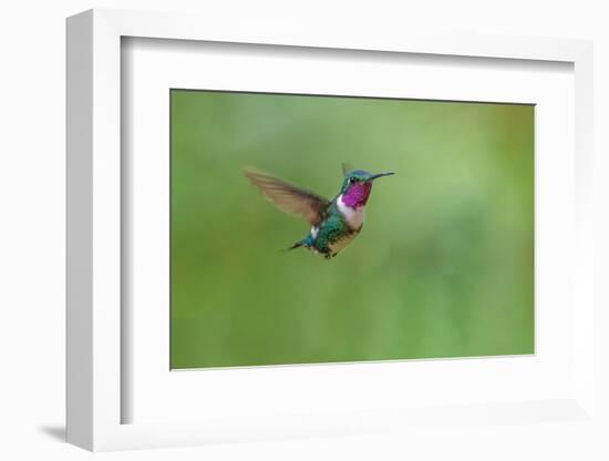 White-bellied woodstar flying, Ecuador-Adam Jones-Framed Photographic Print