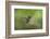 White-bellied woodstar flying, Ecuador-Adam Jones-Framed Photographic Print