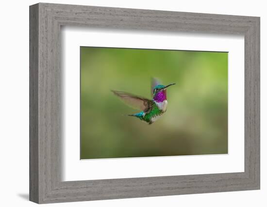 White-bellied woodstar flying, Ecuador-Adam Jones-Framed Photographic Print