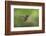 White-bellied woodstar flying, Ecuador-Adam Jones-Framed Photographic Print