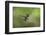 White-bellied woodstar flying, Ecuador-Adam Jones-Framed Photographic Print