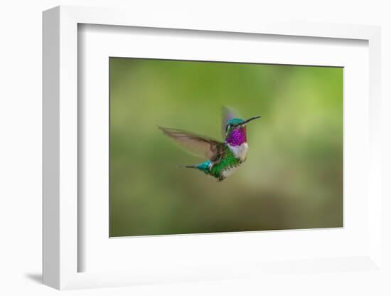 White-bellied woodstar flying, Ecuador-Adam Jones-Framed Photographic Print