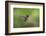 White-bellied woodstar flying, Ecuador-Adam Jones-Framed Photographic Print