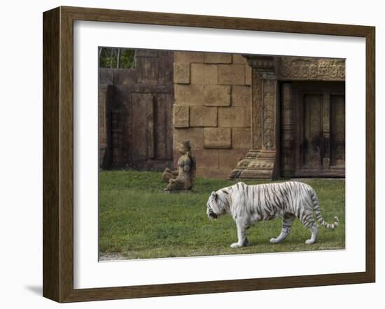 White Bengal Tiger at Miami Metro Zoo, Miami, Florida, USA-Angelo Cavalli-Framed Photographic Print