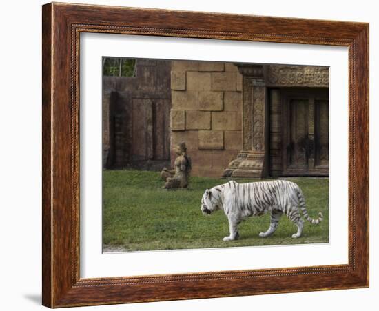 White Bengal Tiger at Miami Metro Zoo, Miami, Florida, USA-Angelo Cavalli-Framed Photographic Print