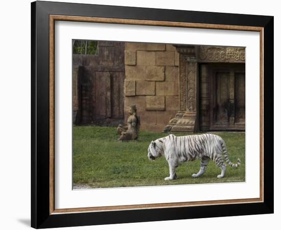 White Bengal Tiger at Miami Metro Zoo, Miami, Florida, USA-Angelo Cavalli-Framed Photographic Print