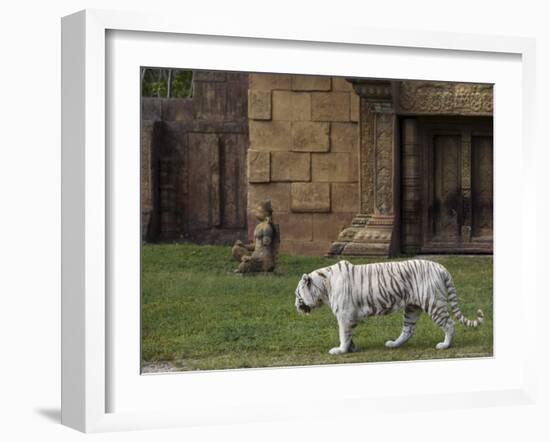 White Bengal Tiger at Miami Metro Zoo, Miami, Florida, USA-Angelo Cavalli-Framed Photographic Print