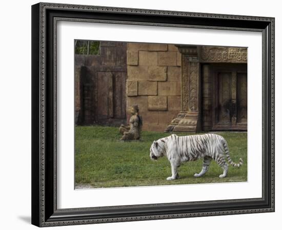 White Bengal Tiger at Miami Metro Zoo, Miami, Florida, USA-Angelo Cavalli-Framed Photographic Print