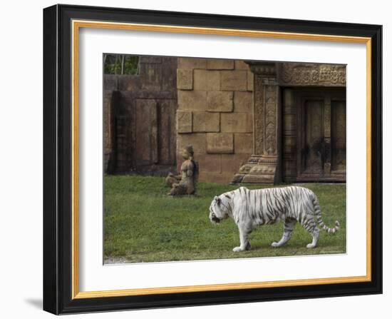 White Bengal Tiger at Miami Metro Zoo, Miami, Florida, USA-Angelo Cavalli-Framed Photographic Print
